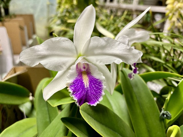 画像の説明 画像の説明