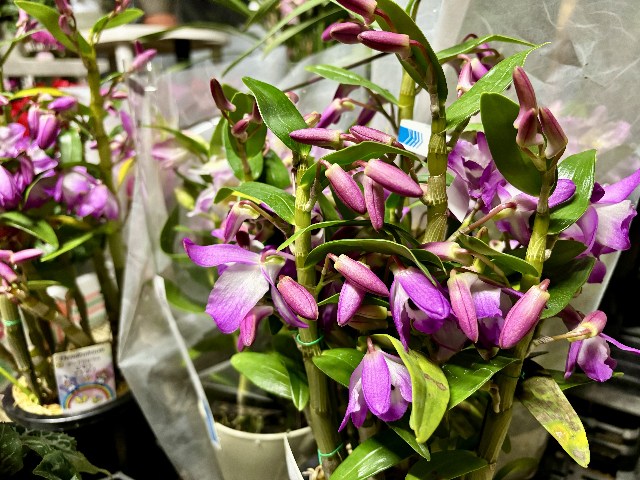 画像の説明 画像の説明