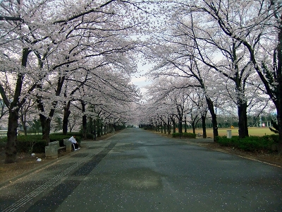 スポーツ公園の桜