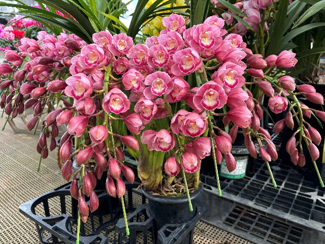 画像の説明 画像の説明