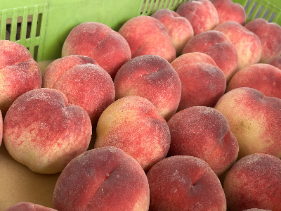 桃の販売 桃の販売