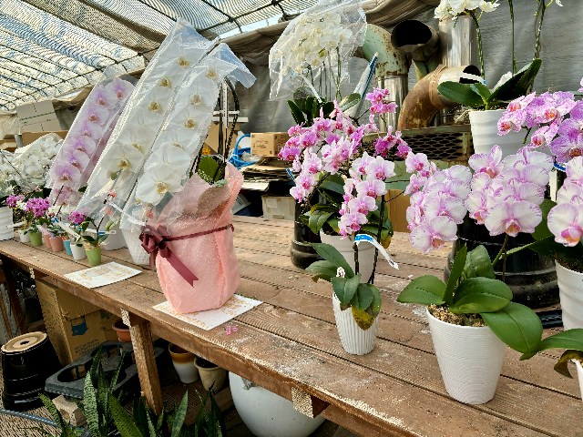 画像の説明 画像の説明